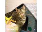 Adopt Seneca a Domestic Short Hair