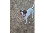 Adopt Bee a Pointer