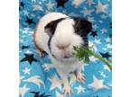 Adopt BINKY a Guinea Pig