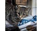 Adopt Fitzgerald 1 a American Shorthair