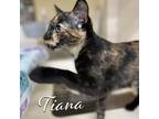 Adopt Tiana a Tortoiseshell Domestic Shorthair cat in Richardson, TX (38219714)