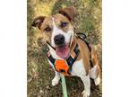 Adopt Mona a American Staffordshire Terrier