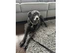 Adopt Zoey a Black - with White Pomeranian / Weimaraner / Mixed dog in Rocklin