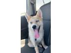 Adopt Ash a Tricolor (Tan/Brown & Black & White) Pomsky / Mixed dog in
