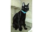 Adopt Mong - Cinder a All Black Domestic Shorthair cat in Los Lunas