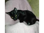 Adopt Mong - Saki a All Black Domestic Shorthair cat in Los Lunas, NM (33530876)