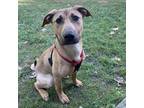 Adopt Grady a Tan/Yellow/Fawn Boxer / Mixed dog in Washington, DC (38224194)