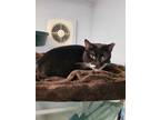 Adopt Leela a Domestic Short Hair