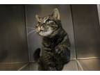 Adopt Kiki a Domestic Short Hair