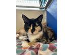 Adopt Catalina a Domestic Short Hair