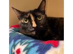 Adopt Uno a Domestic Short Hair