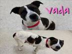 Adopt VADA a Pit Bull Terrier, Labrador Retriever