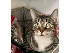 Adopt Sasha a Domestic Shorthair / Mixed (short coat) cat in Shreveport