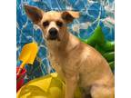 Adopt Budgie a Australian Cattle Dog / Mixed dog in Fort Lupton, CO (38484823)