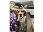 Adopt Sadie a Treeing Walker Coonhound dog in Charleston, SC (38506481)