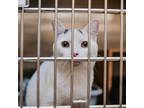 Adopt Tuffet a White Domestic Shorthair / Mixed cat in Plainfield, IL (38208548)