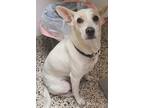 Adopt Maya a White Rat Terrier / Mixed dog in Pendleton, OR (38331529)
