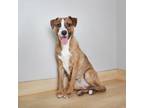 Adopt Otter D13859 a Australian Shepherd