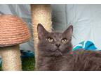 Adopt Blue a Gray or Blue Domestic Mediumhair (long coat) cat in Jackson