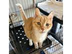 Adopt Elsie C1 a Domestic Short Hair