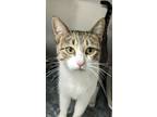 Adopt Lovebug a Domestic Short Hair