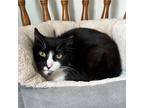 Adopt Ada a All Black Domestic Shorthair / Mixed cat in Port Washington