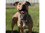 Adopt Bella a Pit Bull Terrier