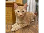 Adopt Carrion a Orange or Red Domestic Shorthair / Mixed cat in Wichita