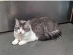 Adopt Flynn a Gray or Blue (Mostly) Domestic Mediumhair (long coat) cat in