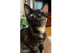Adopt Tinky a Domestic Shorthair / Mixed (short coat) cat in Alpharetta