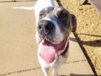 Adopt ANGELINA a Great Dane