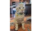Adopt Pudge a Orange or Red Domestic Shorthair / Mixed (short coat) cat in New