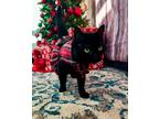 Adopt Meowy Cyrus a Domestic Shorthair / Mixed (short coat) cat in Tiffin