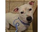 Adopt BAMBI a American Staffordshire Terrier
