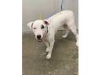 Adopt DRAKE a White American Staffordshire Terrier / Mixed dog in Rosenberg