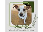 Adopt Rose a Terrier, Mixed Breed