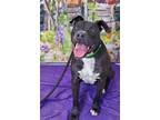 Adopt OLLIE a Black - with White American Pit Bull Terrier / Mixed dog in
