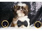 Shih Tzu Puppy for sale in Fort Wayne, IN, USA