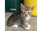 Adopt Luna (42) a Domestic Short Hair