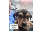 Adopt Phoebe a Rottweiler, Hound