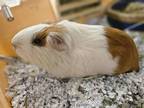 Adopt LULU a Guinea Pig