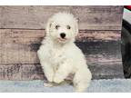 Bichon Frise Puppy for sale in Kansas City, MO, USA