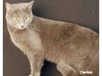 Adopt Ms. Peabody Membo a Chartreux, Domestic Short Hair