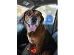 Adopt Bella Rose a Rottweiler, Redbone Coonhound