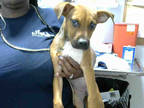 Adopt AURORA a Brown/Chocolate - with White Labrador Retriever / Mixed dog in