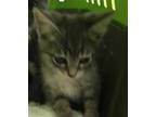 Adopt WHISKEY a Gray, Blue or Silver Tabby Domestic Shorthair / Mixed (short