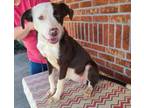 Adopt Capriccio a Australian Shepherd, Cattle Dog