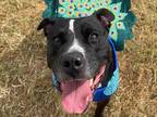 Adopt *DROGO a Black - with White American Pit Bull Terrier / Mixed dog in