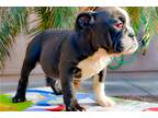 Bulldog Puppy for sale in Las Vegas, NV, USA