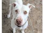 Adopt SELINA a White - with Brown or Chocolate American Pit Bull Terrier / Mixed